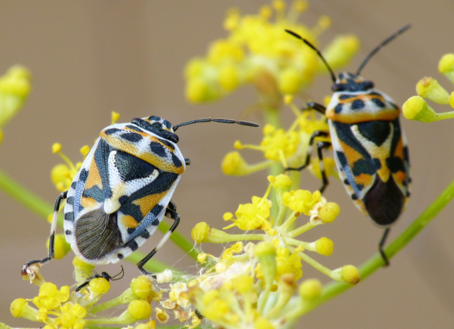 Pentatomidae: Eurydema ornata di Livorno